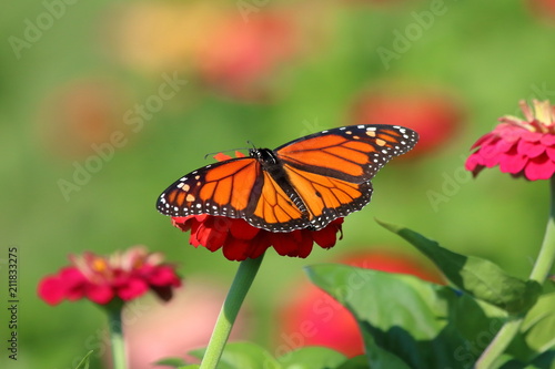 A Monarch Butterfly feeds on the Heirloom Zinnia flowers in my garden on a summer day. © Melody Mellinger