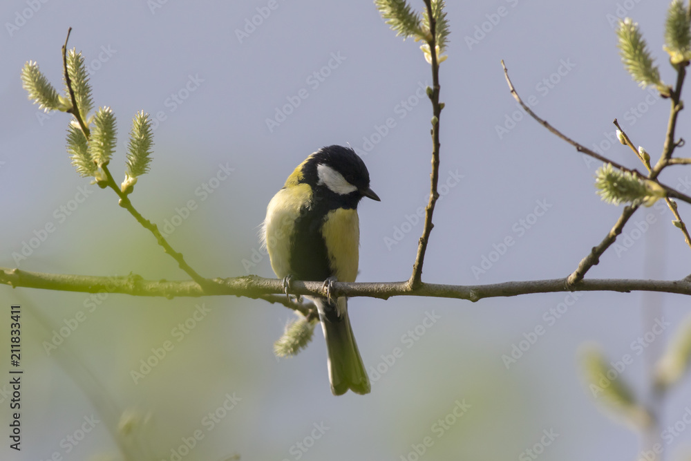 Fototapeta premium Kohlmeise (Parus major)