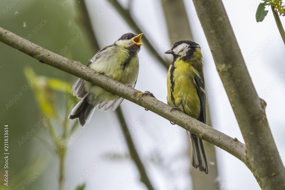 Fototapeta premium Kohlmeise (Parus major)