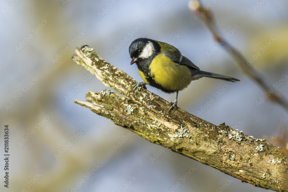 Obraz premium Kohlmeise (Parus major)