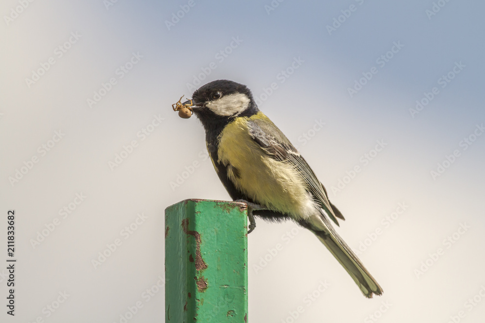 Naklejka premium Kohlmeise (Parus major)