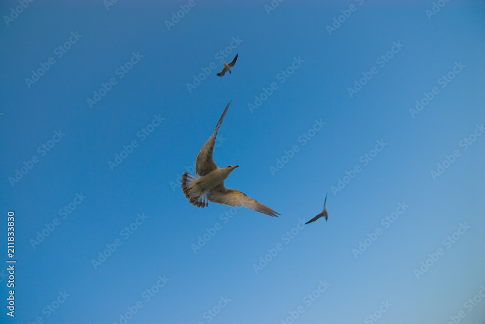 Obraz premium Shore Birds 3