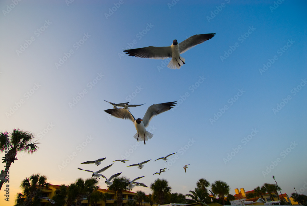 Obraz premium Shore Birds 2