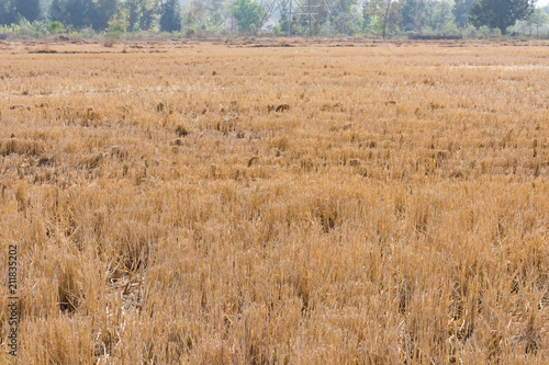 Indian paddy straw at close view looking awesome in an Indian paddy farming field.
