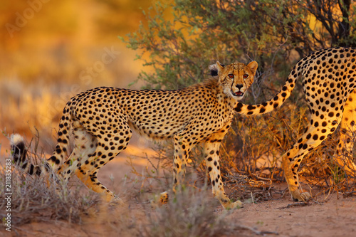 The cheetah (Acinonyx jubatus) walking through the grass at sunset among trees. African cat in the evening light.Young cheetah follows his mother in the desert.
