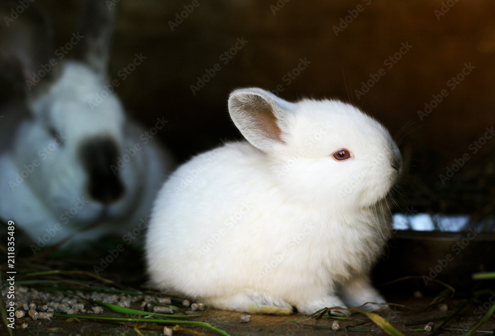 Obraz premium Rabbits in a cage.