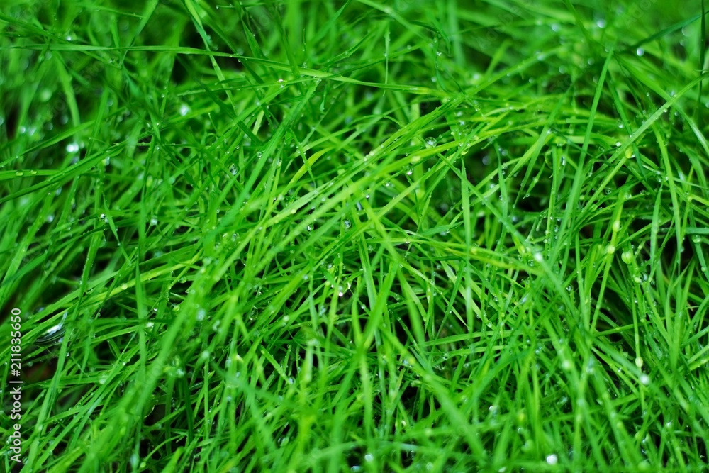 Drops of pure water on green grass close-up macro Drops of pure water on green grass close-up macro