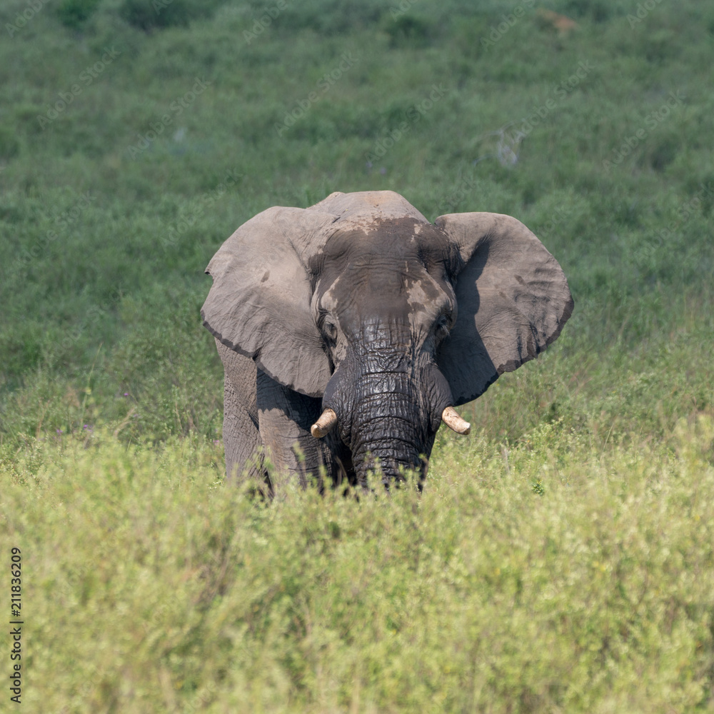Elefante (Elephantidae), Südafrika, Afrika