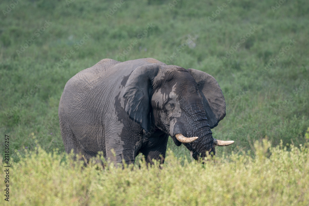 Elefante (Elephantidae), Südafrika, Afrika
