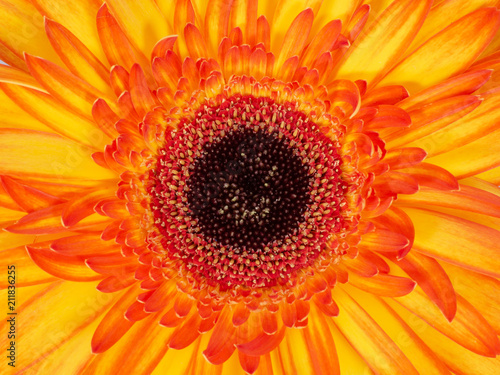 Red and yellow gerbera flower  closeup detail with pollen.