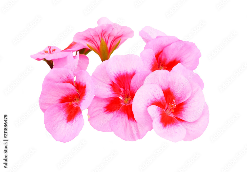 Naklejka premium Balmy Geranium flower