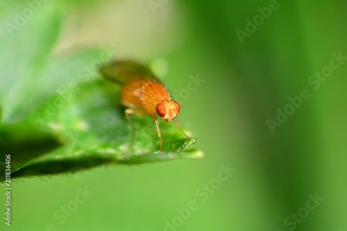 Drosophila Melanogaster    -  Fruchtfliege in orange in der grünen Natur