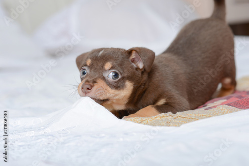 Funny puppy Brown chihuahua. © Photopen
