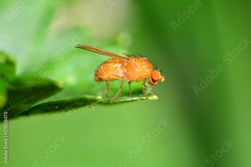 Drosophila Melanogaster    -  Fruchtfliege in orange auf einem Blatt  in der grünen Natur