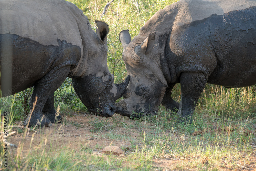 Breitmaulnashorn (Ceratotherium simum), Südafrika, Afrika Breitmaulnashorn (Ceratotherium simum), Südafrika, Afrika