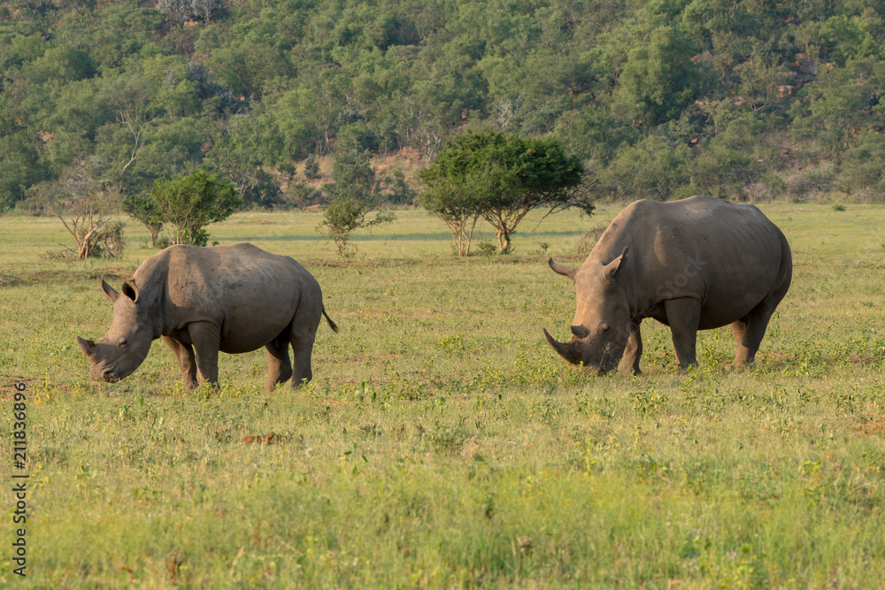 Obraz premium Breitmaulnashorn (Ceratotherium simum), Südafrika, Afrika