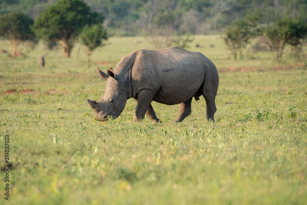 Obraz premium Breitmaulnashorn (Ceratotherium simum), Südafrika, Afrika