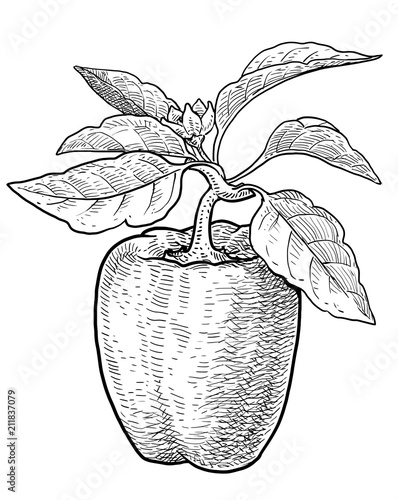 Green pepper illustration, drawing, engraving, ink, line art, vector