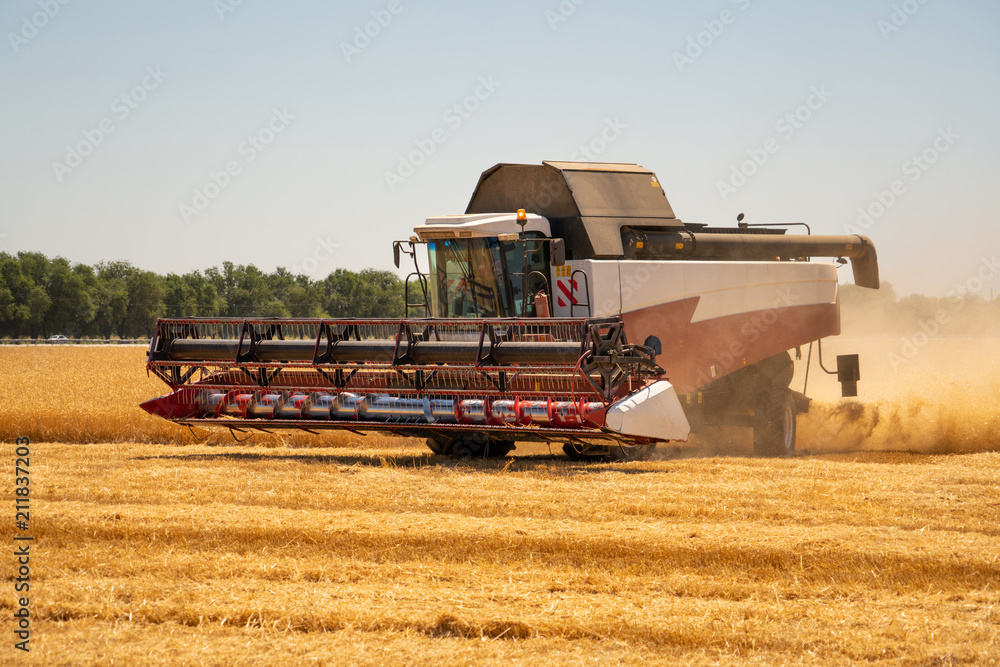Fototapeta premium Combine harvester for harvesting wheat. 