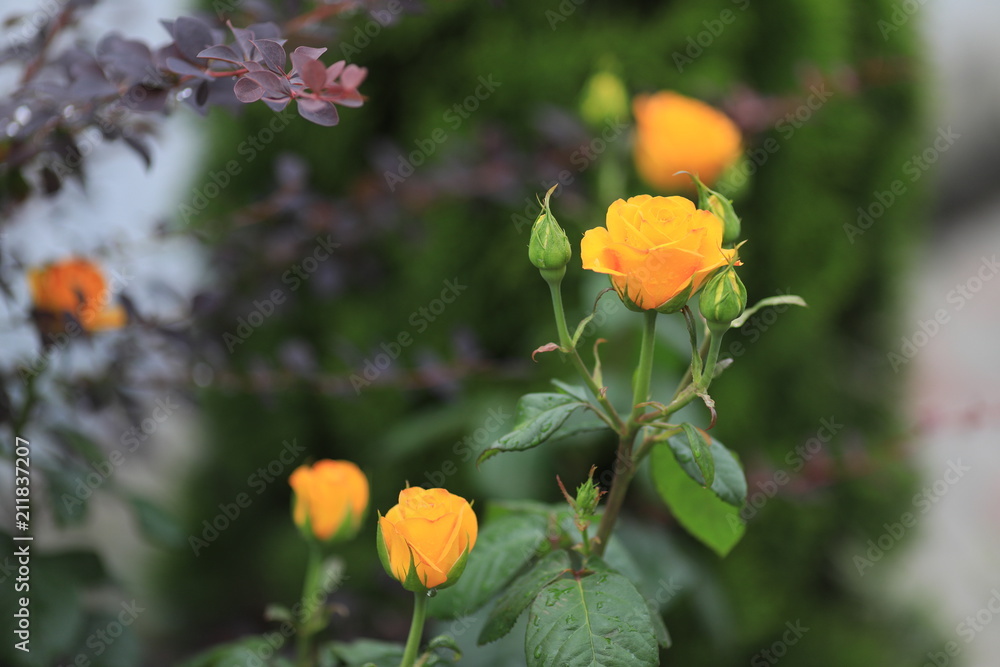 Roses in all their manifestation, red, white, yellow, orange against the background of green foliage. Roses in all their manifestation, red, white, yellow, orange against the background of green foliage.