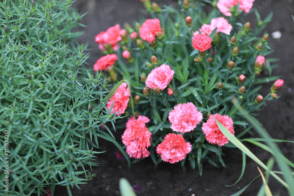 Bright flowers of a carnation