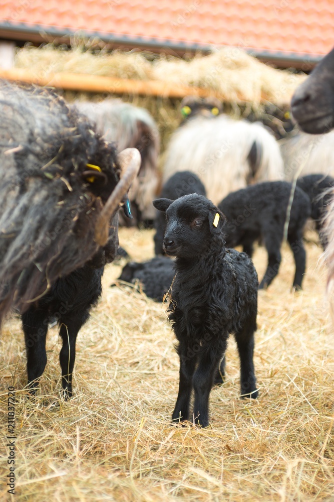 Lüneburger Heidschnucke/ Graue Gehörnte Heidschnucken (Ovis gmelini aries), Lamm und Muttertier, Schnuckenstall Amelinghausen, Naturpark Lüneburger Heide, Niedersachsen, Deutschland, Europa Lüneburger Heidschnucke/ Graue Gehörnte Heidschnucken (Ovis gmelini aries), Lamm und Muttertier, Schnuckenstall Amelinghausen, Naturpark Lüneburger Heide, Niedersachsen, Deutschland, Europa