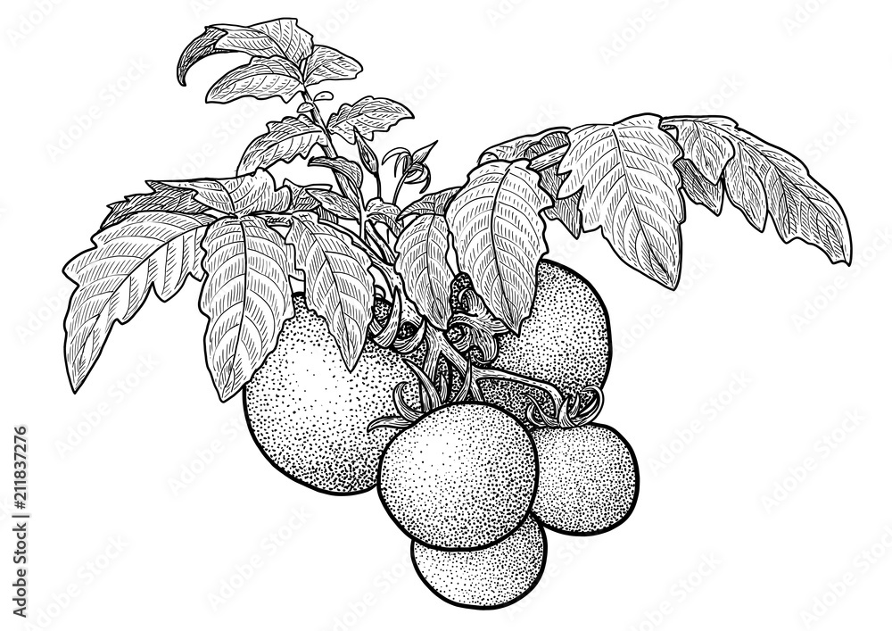 Tomato plant illustration, drawing, engraving, ink, line art, vector