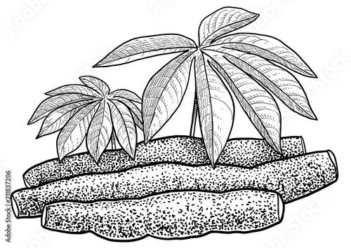 Cassava, tapioca illustration, drawing, engraving, ink, line art, vector