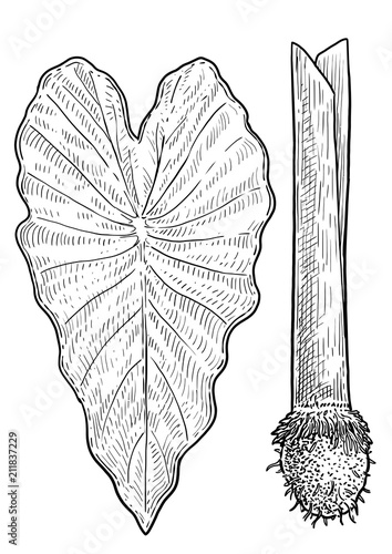 Taro leaf, root illustration, drawing, engraving, ink, line art, vector