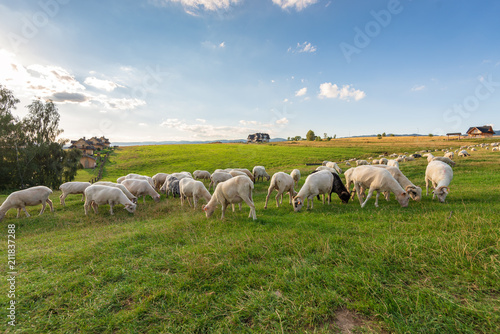 A lot of sheep on the beautiful green meadow in Pieniny. Poland.