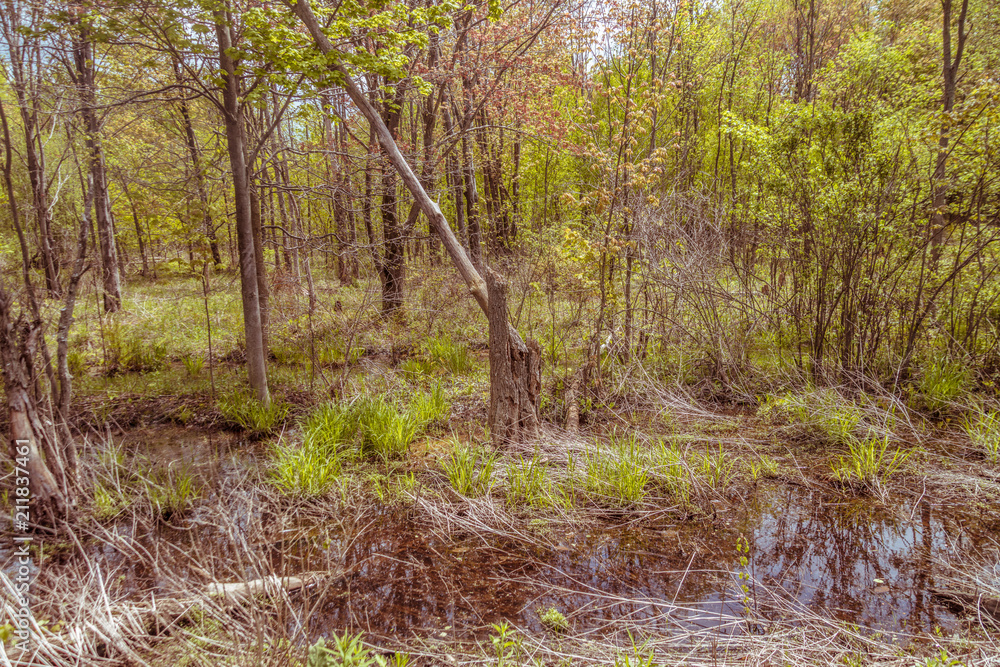 Marsh land with water and trees - Forest