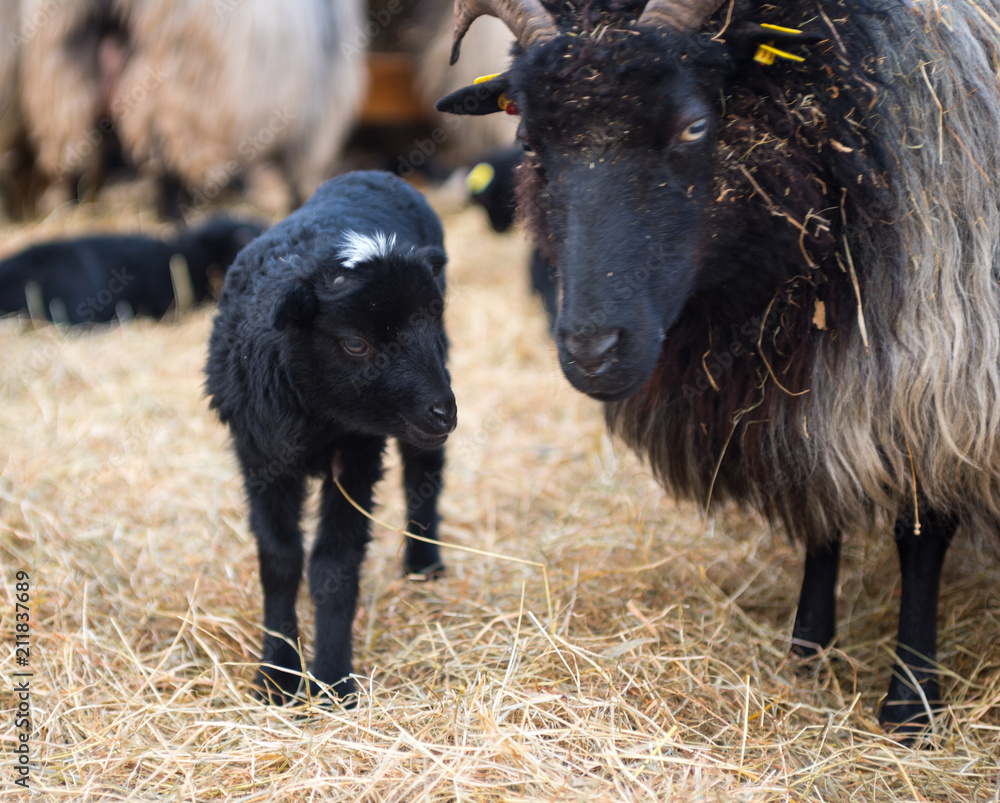 Fototapeta premium Lüneburger Heidschnucke/ Graue Gehörnte Heidschnucken (Ovis gmelini aries), Lamm und Muttertier, Schnuckenstall Amelinghausen, Naturpark Lüneburger Heide, Niedersachsen, Deutschland, Europa 