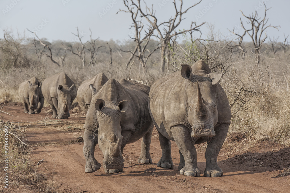 Fototapeta premium rhinos on the road