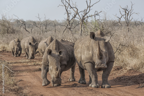 rhinos on the road