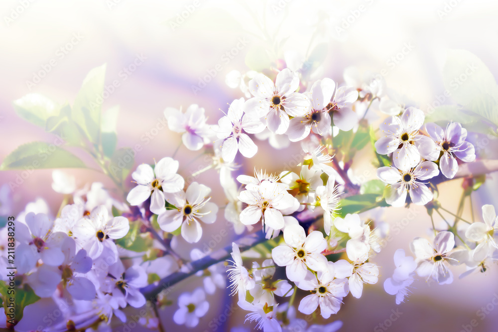 Obraz premium Branch blossom cherry on the white background 