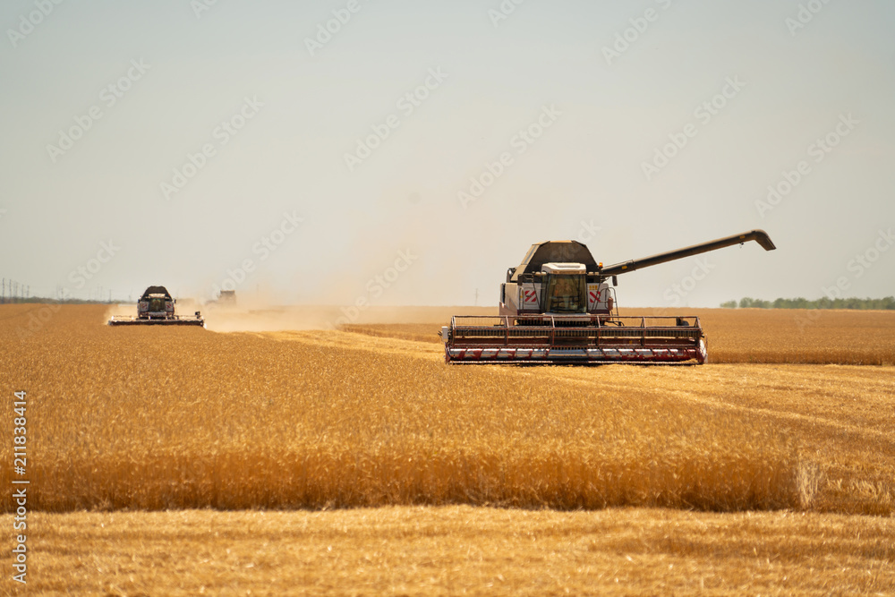 Fototapeta premium Harvesting of wheat. Combine harvesters at work