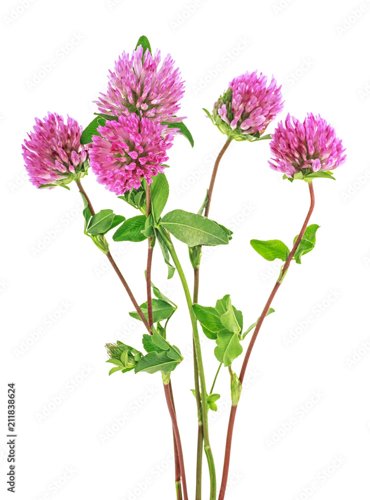 Naklejka premium Bouquet of clover flowers isolated on white background