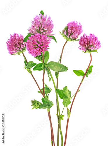 Bouquet of clover flowers isolated on white background