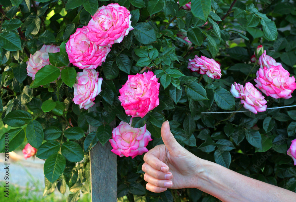 female hand showing class in front of a Rose Bush