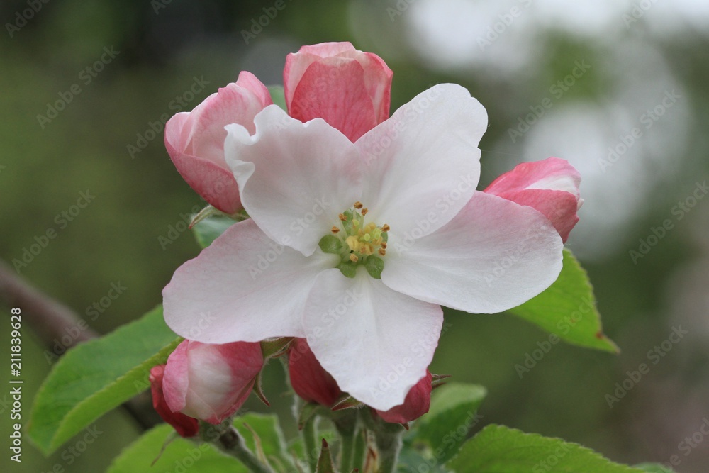 Apfelblüte Apfelblüte