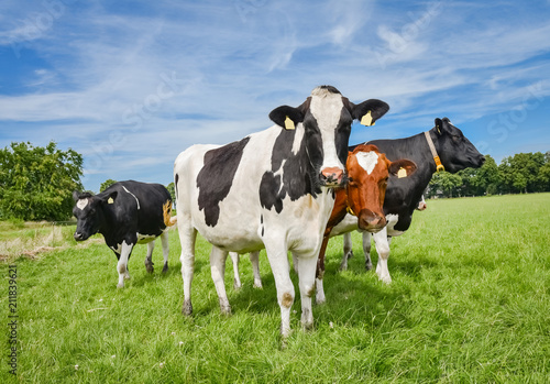 Landwirtschaft - Image  junge  sch  ne Holstein-Frisian K  he auf einer Weide