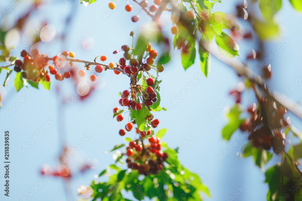 cherry or sweet cherry on the tree cherry or sweet cherry on the tree