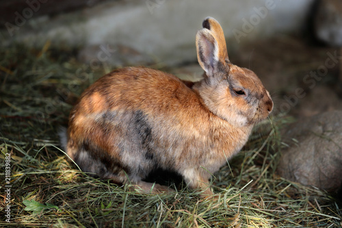 Multicolor domestic pygmy rabbit (bunny)