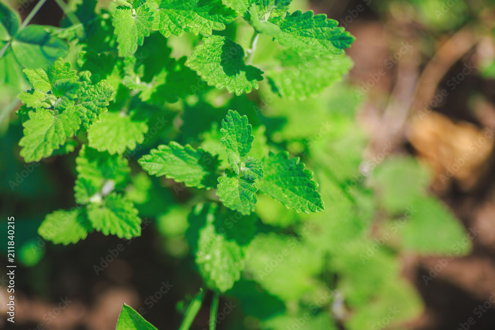 green mint growing in the garden green mint growing in the garden