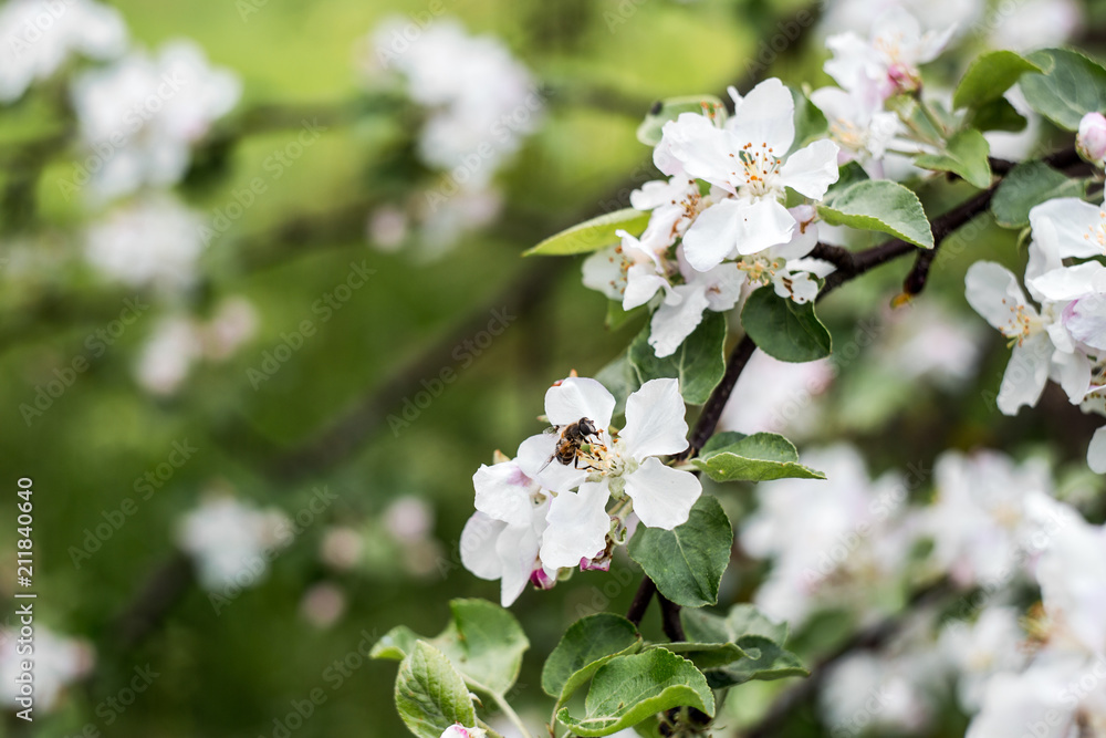 cherry flower blossom spring cherry flower blossom spring