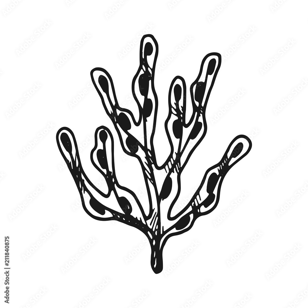 Fototapeta premium seaweed. simple vector sketch isolated black and white