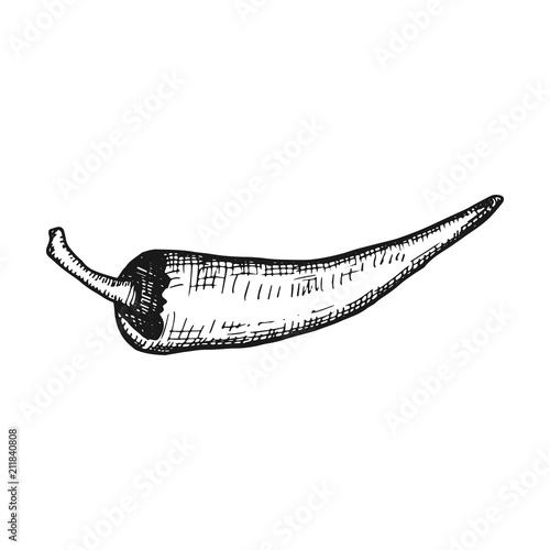 hot pepper. simple vector sketch