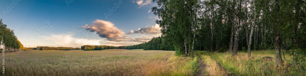 summer landscape in the countryside. border between agricultural field and forest