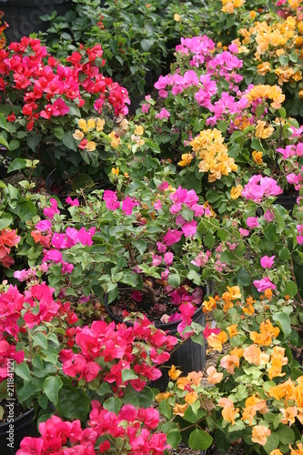 Wallpaper Mural kkp Torontodigital.ca