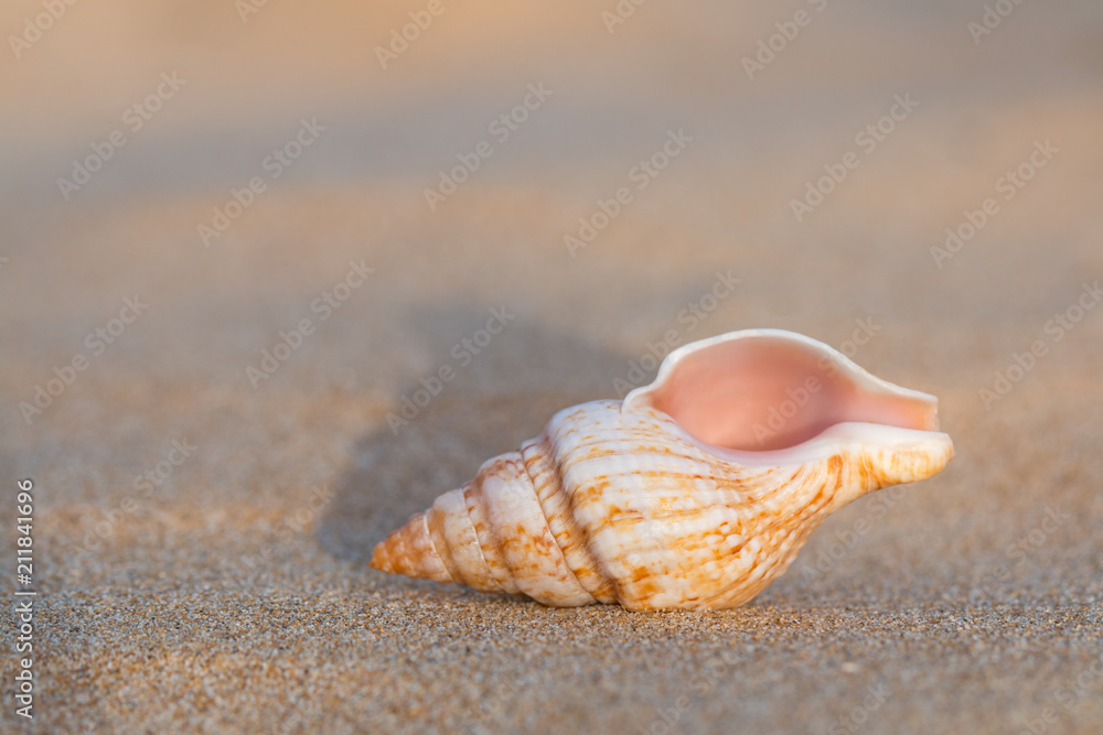 Long Cone Spiral Shape Beige and Light Brown Color Seashell on the Sandy  Beach with Sea or Ocean Waves Background for Vacation Stock Image - Image  of island, seashell: 196775465